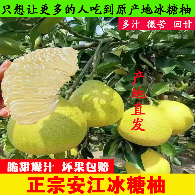 正宗湖南怀化安江冰糖柚雪峰柚药柚老树井冈蜜柚葡萄柚苦金兰水果