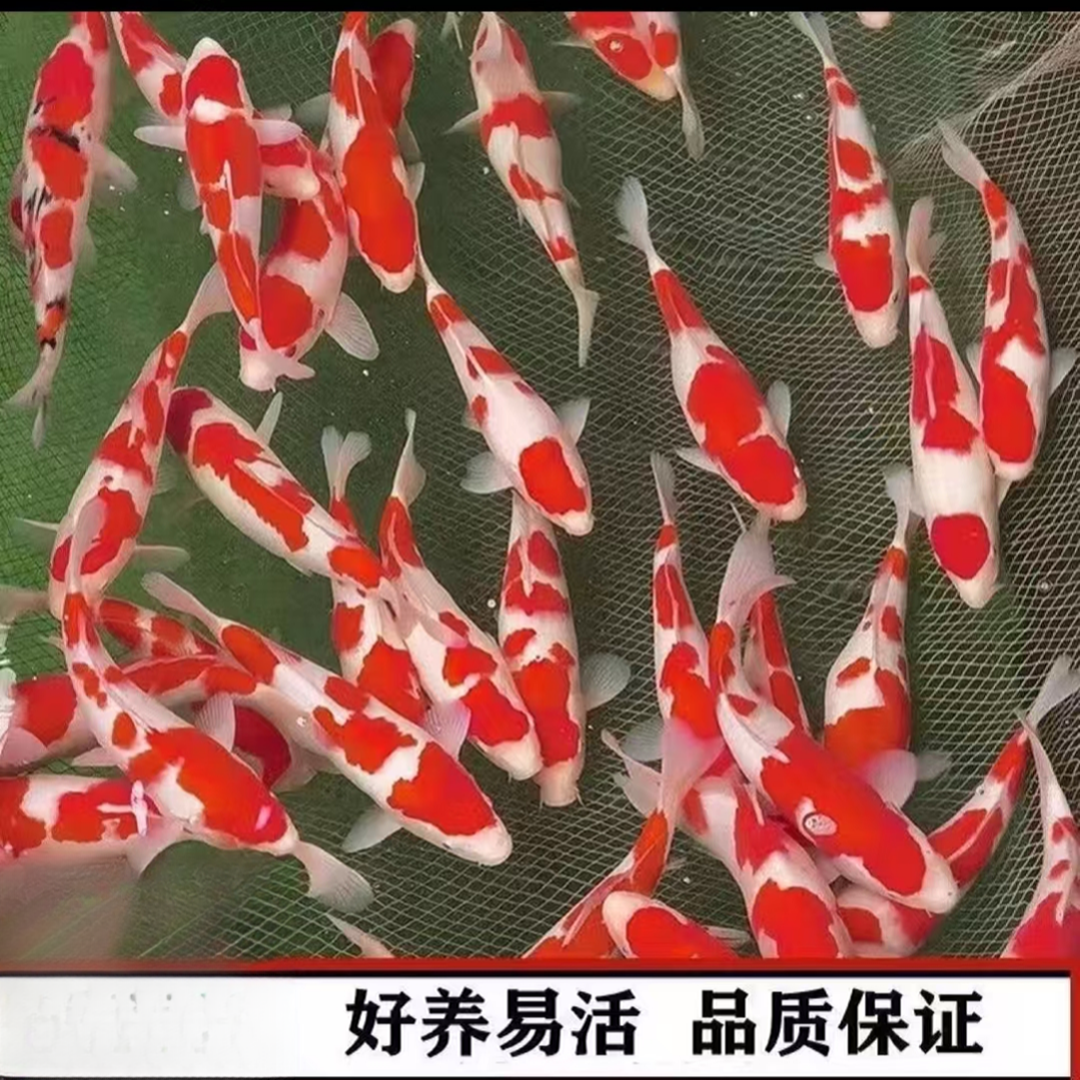 一号链接-锦鲤观赏鱼