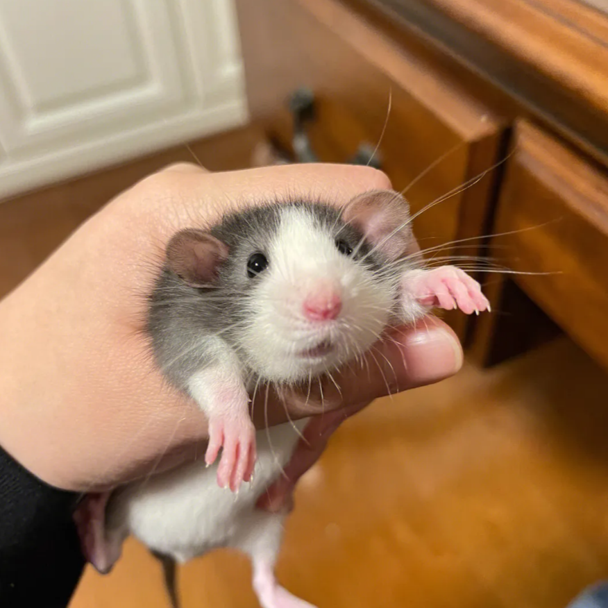 花枝鼠仓鼠活体萌宠+藤盒+加热贴