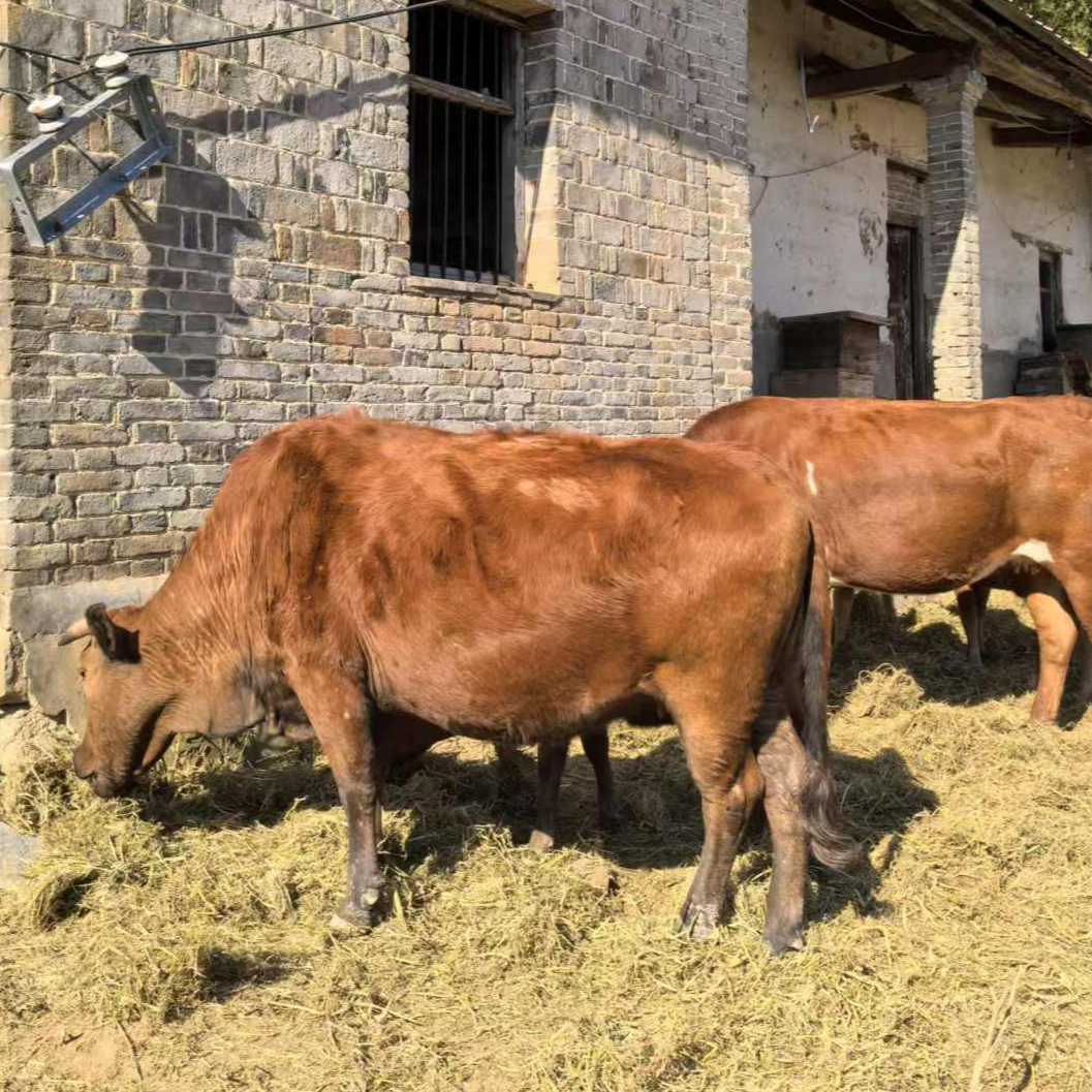 【现称专属】金寨黄牛肉农家喂养无注水现宰金标老黄牛肉