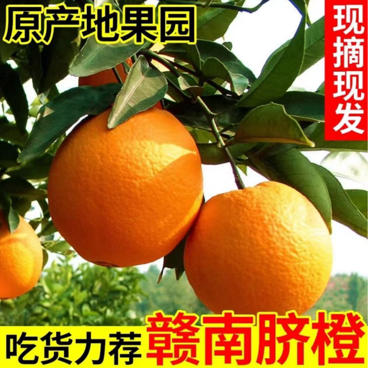 【年终囤货家庭装】江西赣南脐橙2025新鲜水果赣州于都果园直发