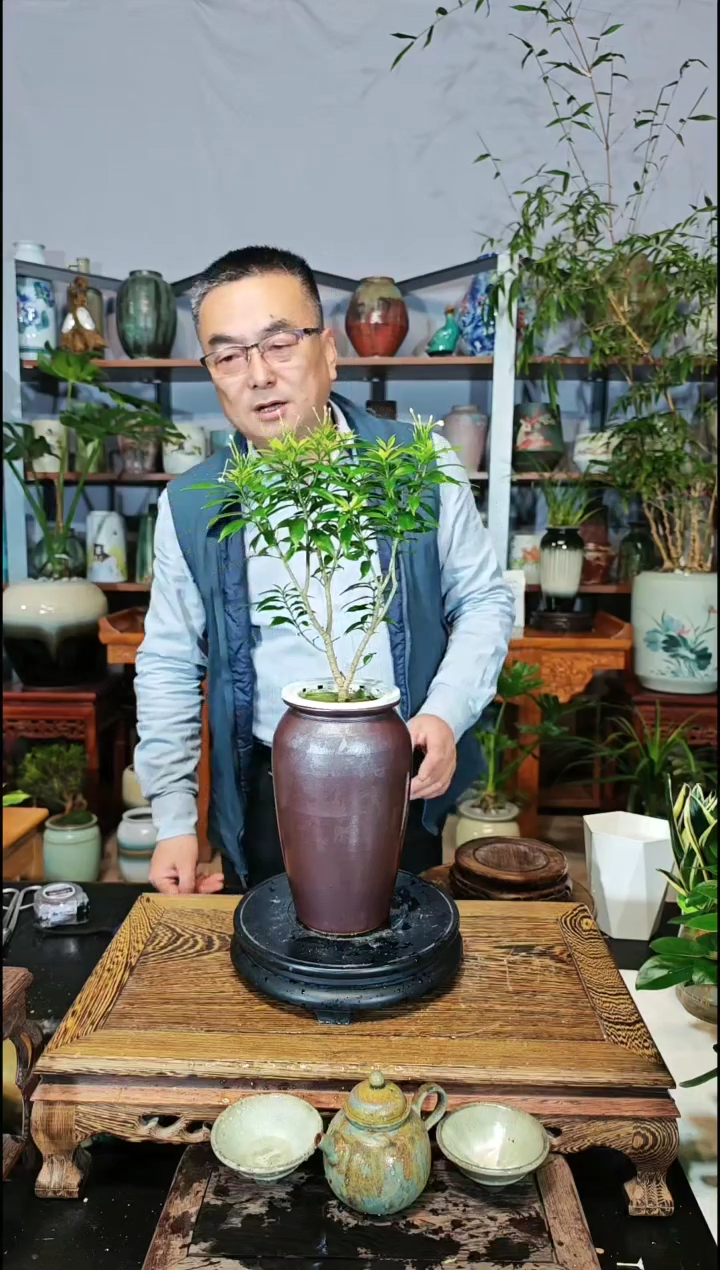【闪购商品】水之韵水培植物风车茉莉
