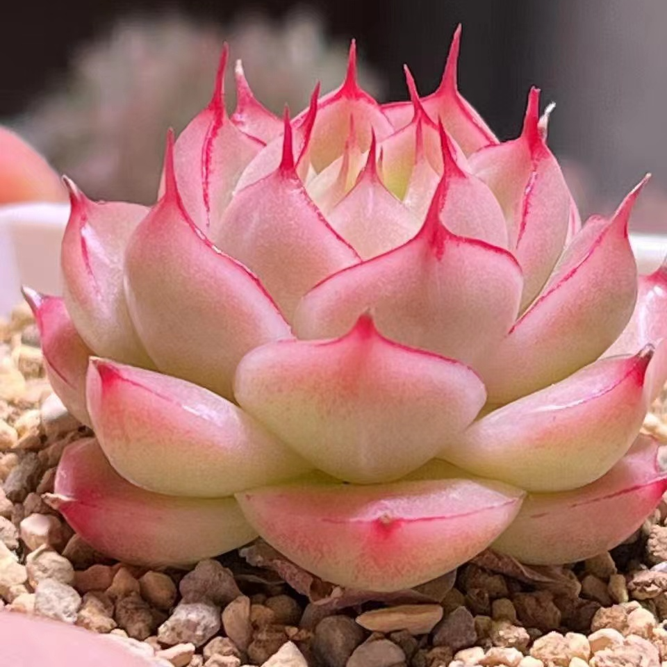 （四）多肉一物一拍直播链接1月4