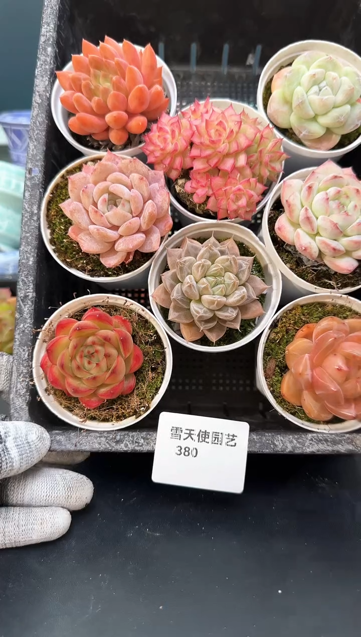 3 80    多肉8 颗 