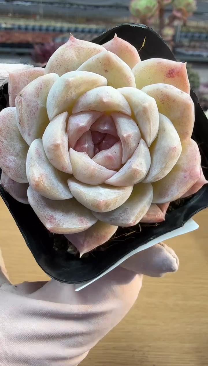 东云多肉园二店-347