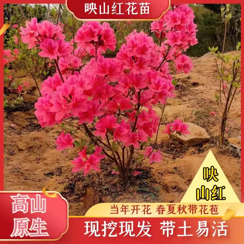 映山红美耐寒植物南北方种植