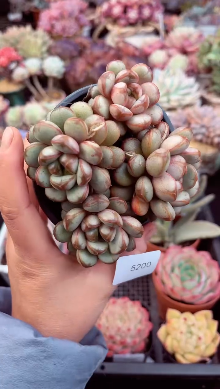 【闪购商品】5200群生葡萄多肉