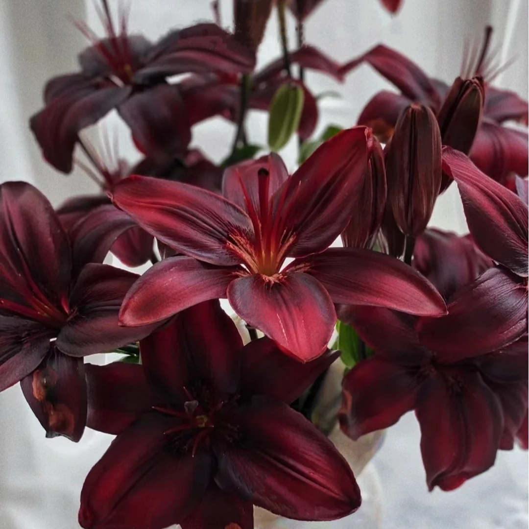 亚百合-黑石百合花水养插花用云南直发鲜花