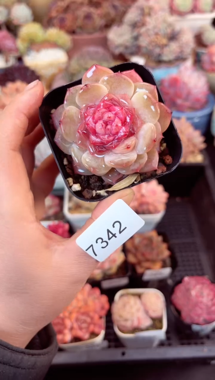 【闪购商品】7342单头糖心多肉