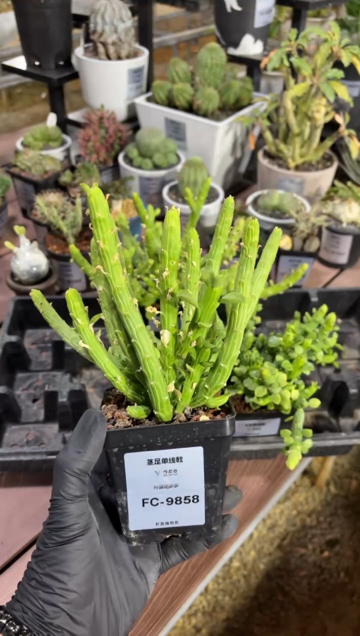 抖*飞茎足单线戟FC-9859
