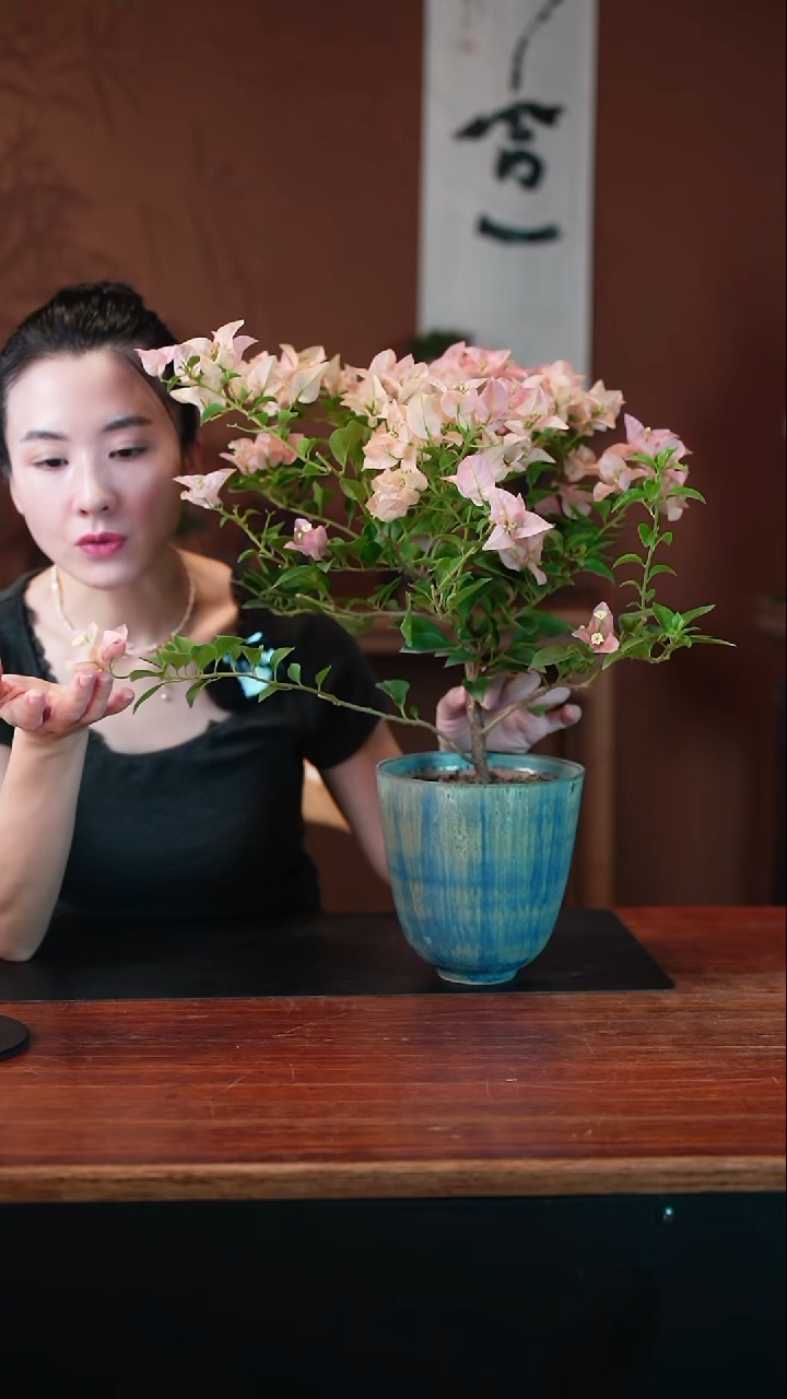 无花朵三角梅盆景盆景盆景