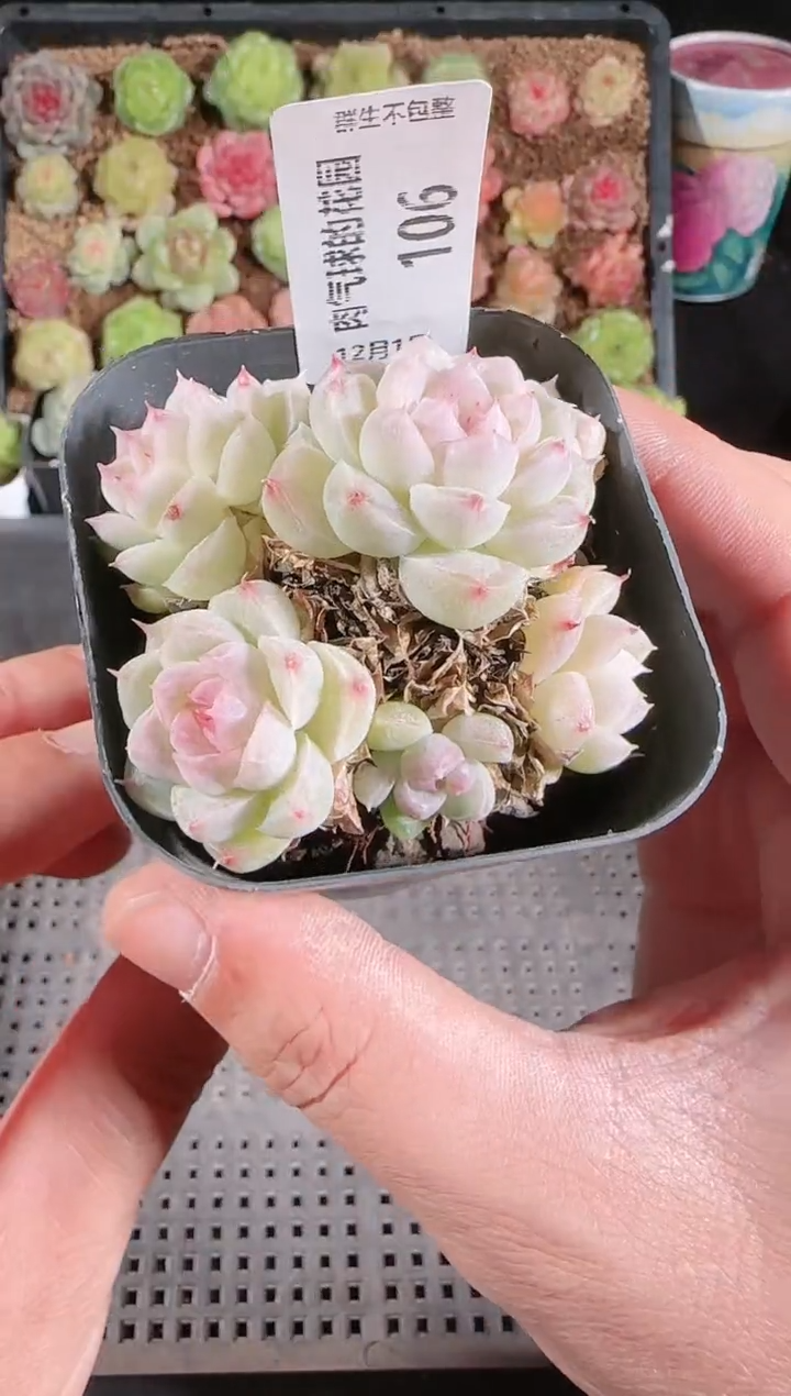  1201-106多肉群生不包整