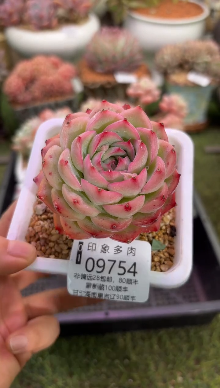 【闪购商品】09754