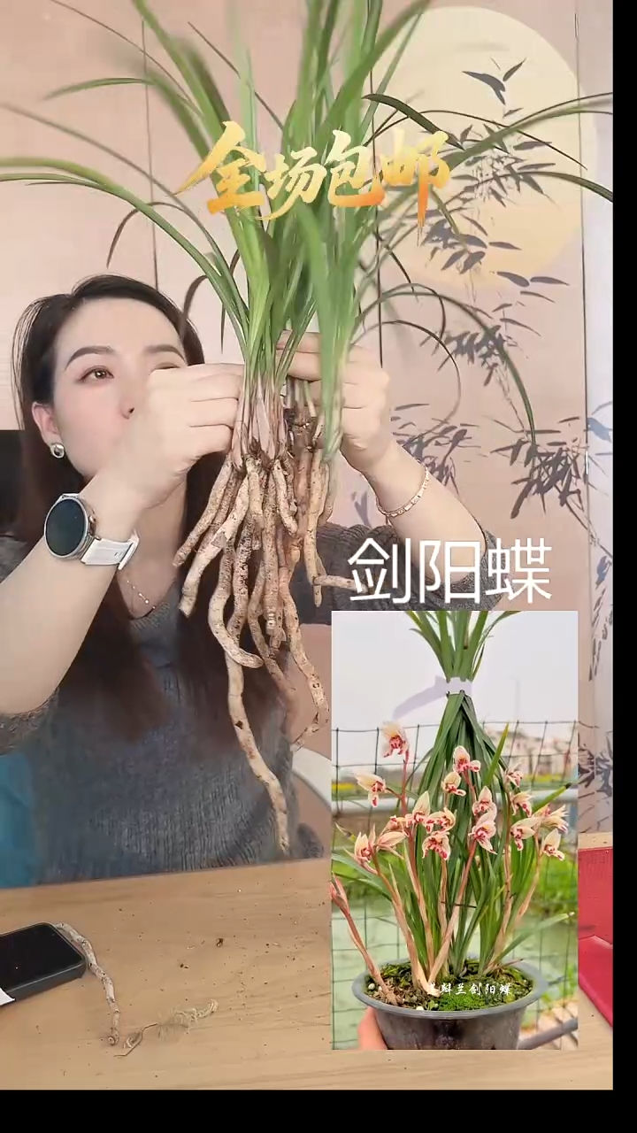 当前无花栽培后可以开花：剑阳蝶