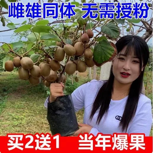 红心猕猴桃树果苗软枣猕猴桃果苗徐香弥猴桃树苗奇异果猕猴苗果树