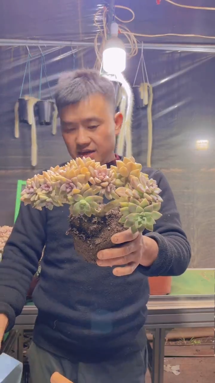 118淡雪缀化一物一拍
