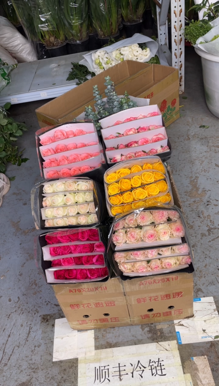 单头玫瑰60枝（任意3个品种）+尤加利