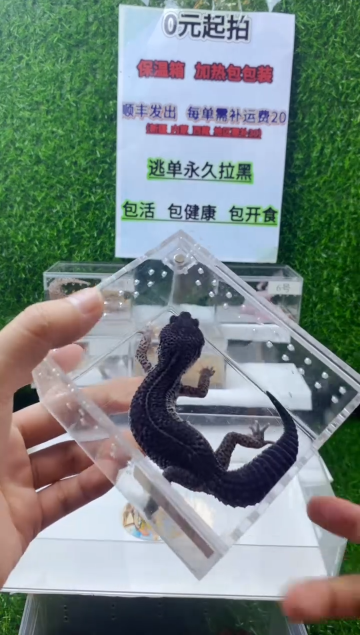 豹纹守宫豹纹守宫幼苗亚成体成体肥尾