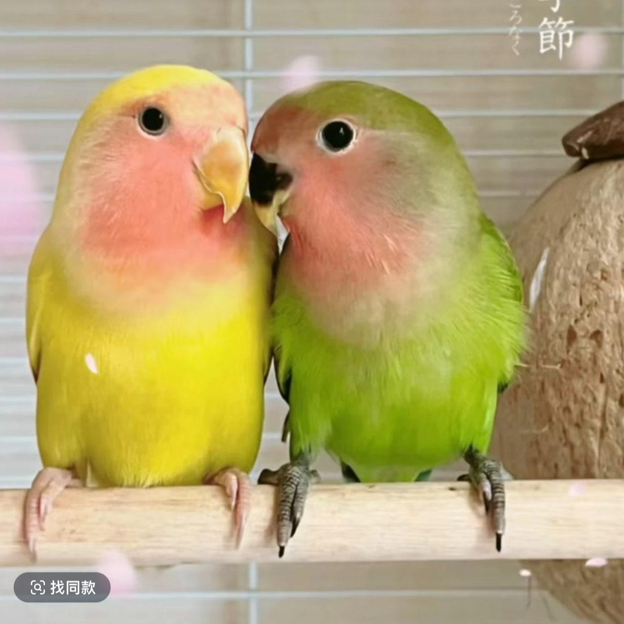 牡丹鹦鹉活体宠物观赏牡丹黄桃绿桃蓝银好看好养活小鹦鹉