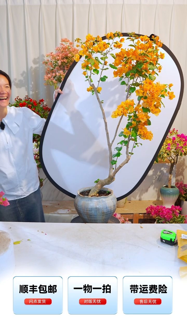 大部分开放少量花苞花****°加州黄金