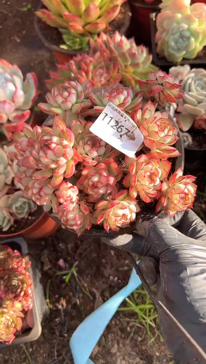 T****?多肉植物一物一拍11267