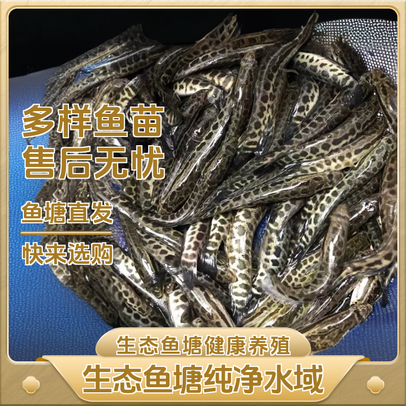 黑鱼乌鳢鱼活体观赏鱼雷龙鱼水族宠物养殖包邮包活