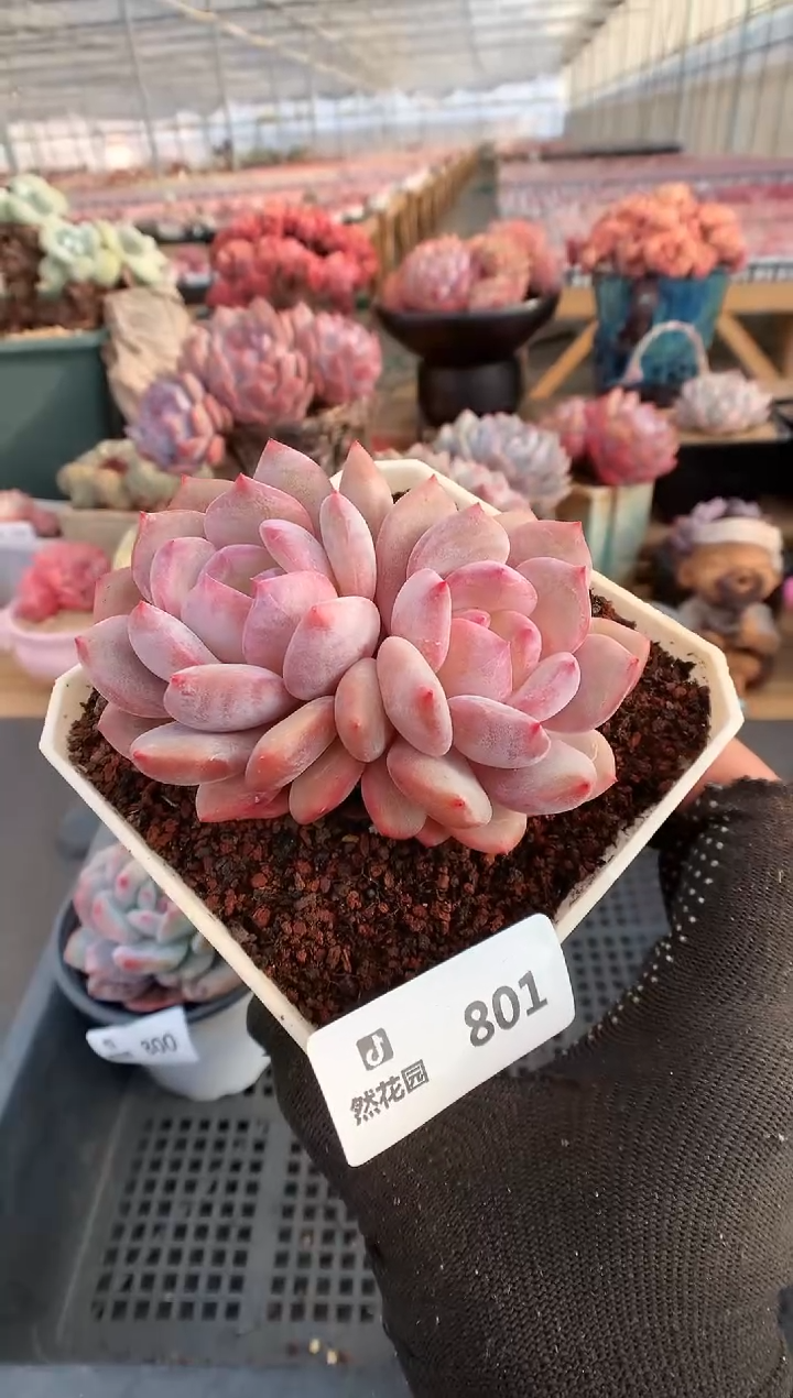 【闪购商品】801蒙克一物一拍