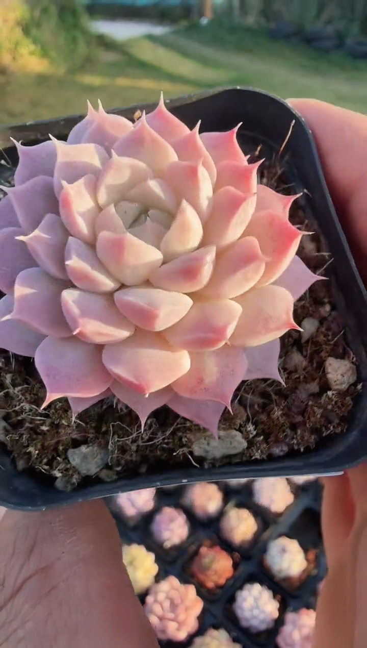 东云多肉园新款-138