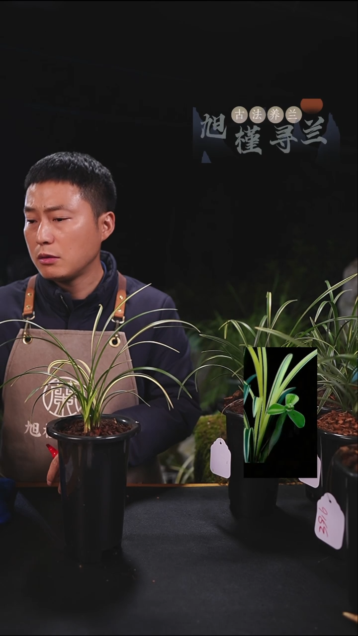 当前无花朵，栽培后可花朵庄**J宋梅艺草缟艺（5苗草）内部价