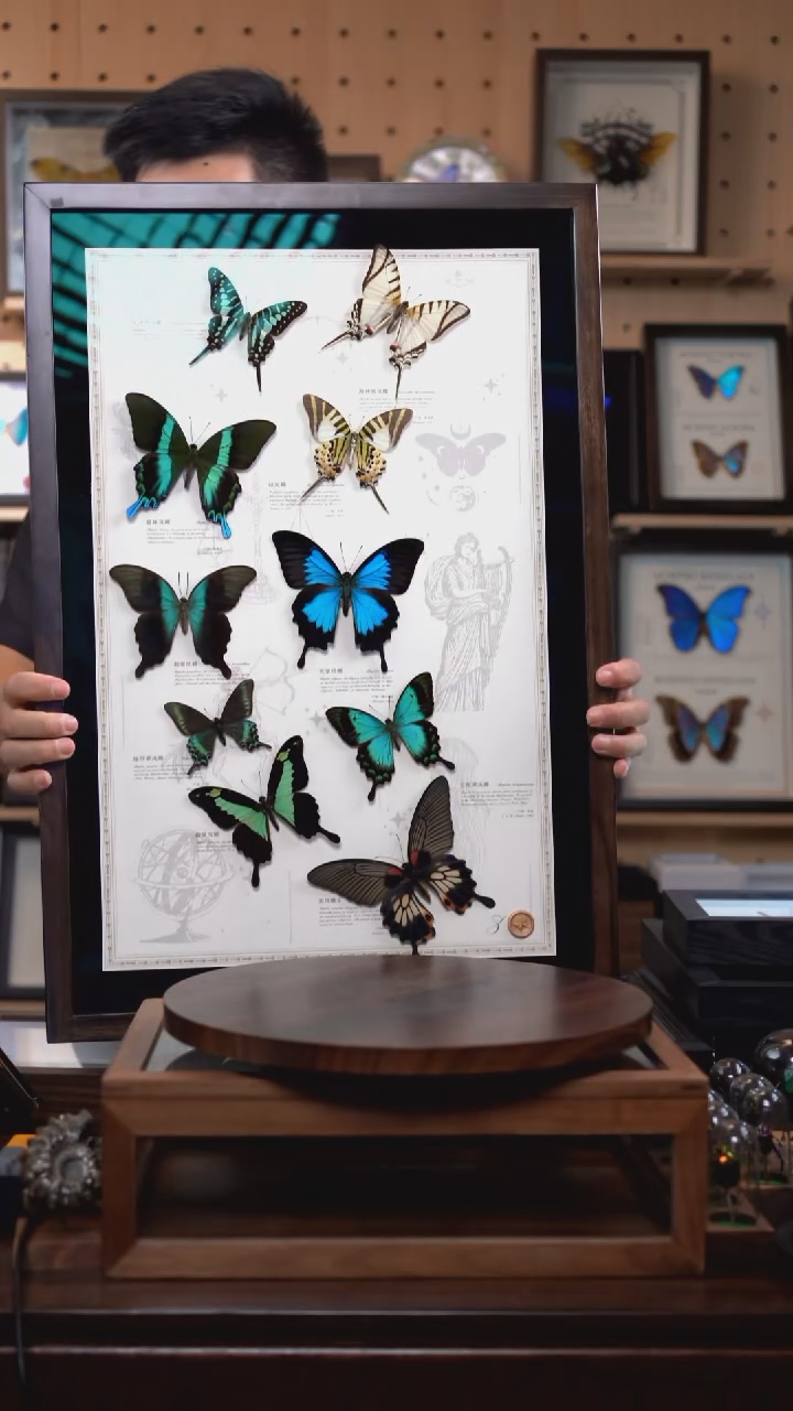 十凤蝶组合标本摆件