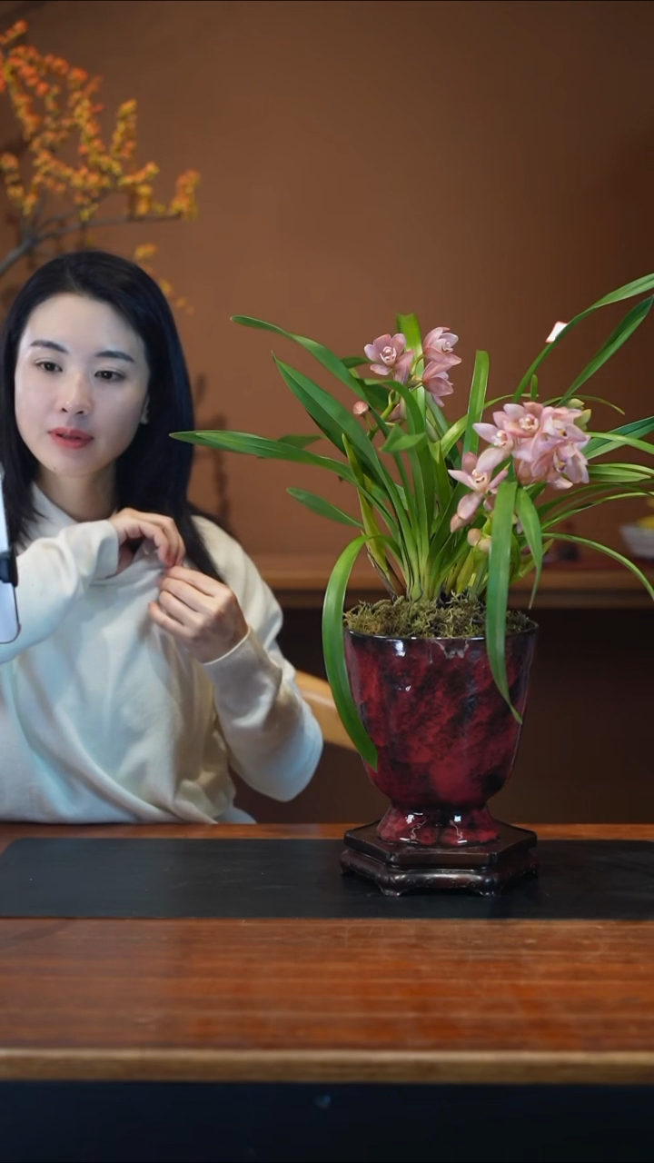 全部花朵樱花盆景盆景盆景