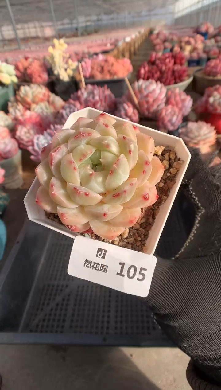 105麦秆多肉植物一物一拍