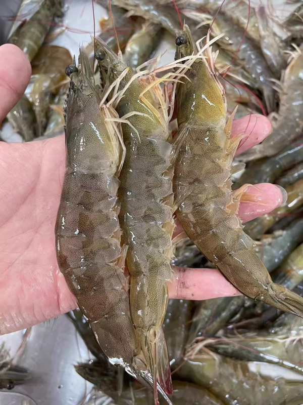 大活虾约2000g±50g/份