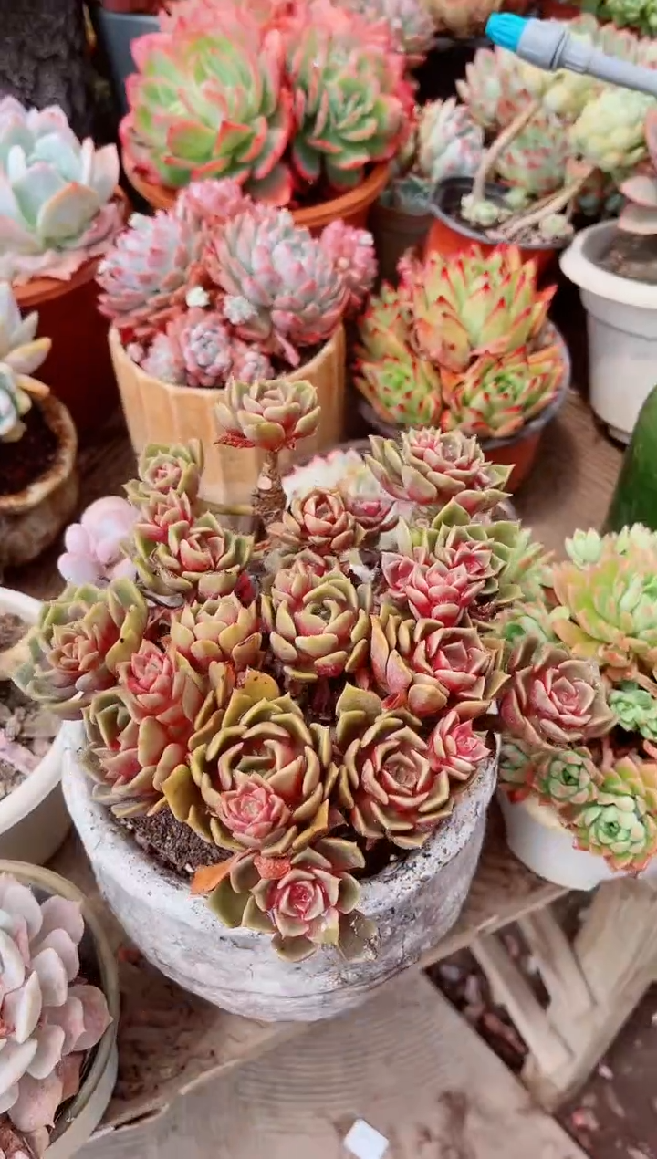 15246多肉植物一物一拍