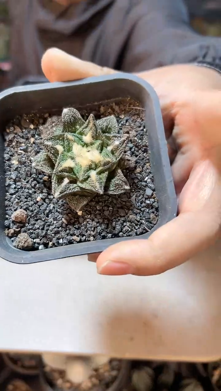 【闪购商品】晚12号自根辛盾牡丹4.8公分