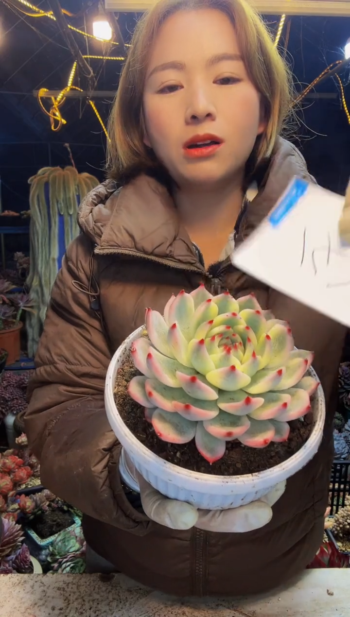 147号一物一拍脱土包邮