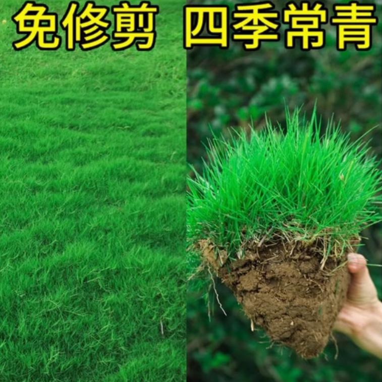 【草坪】高尔夫地毯草种籽四季常青免修剪耐践踏高档草坪种子