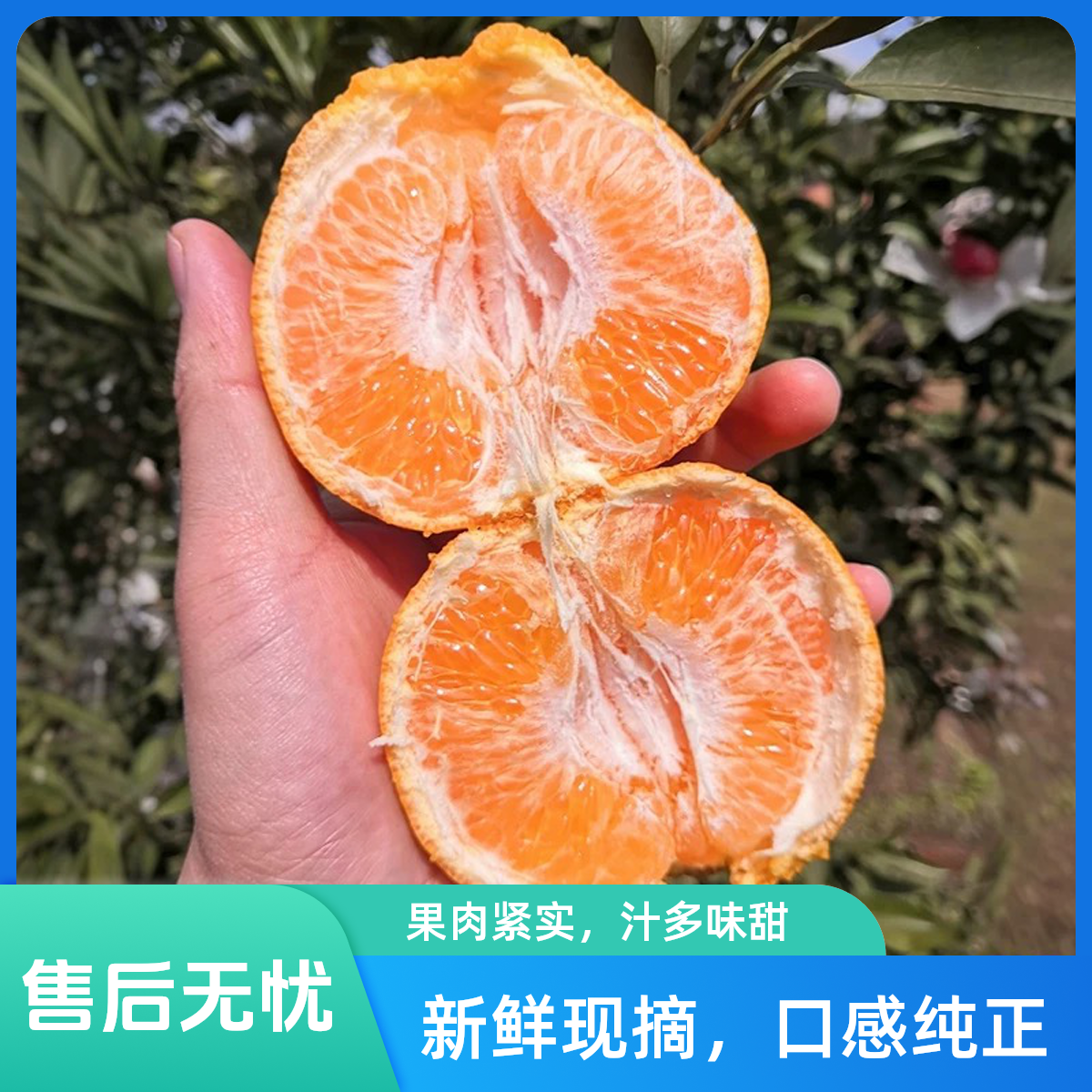 【顺丰包邮】正宗四川春见耙耙柑新鲜采摘 净重4斤