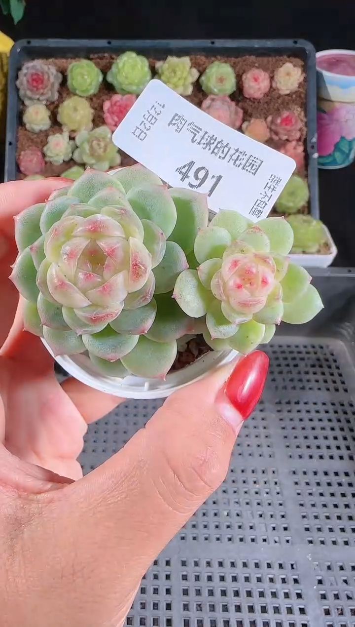 1202-491冰心13多肉群生不包整