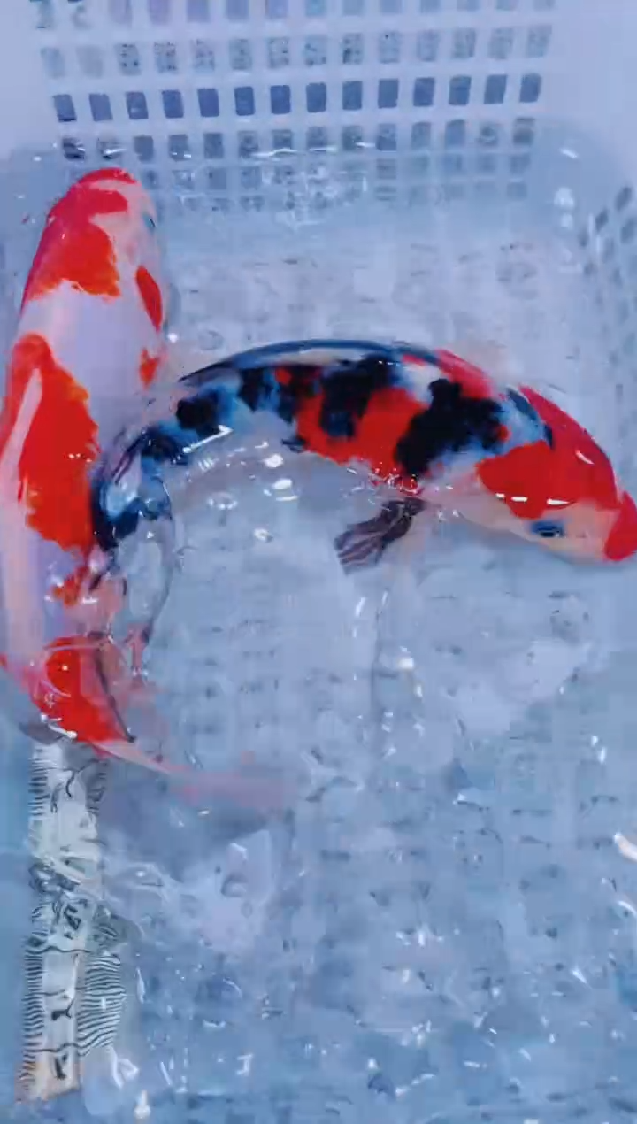 锦鲤血统锦鲤全场包邮91