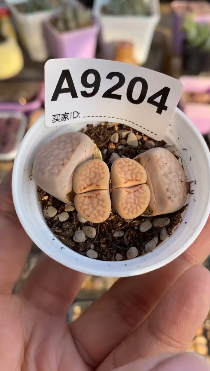 【闪购商品】9204直播一物一拍