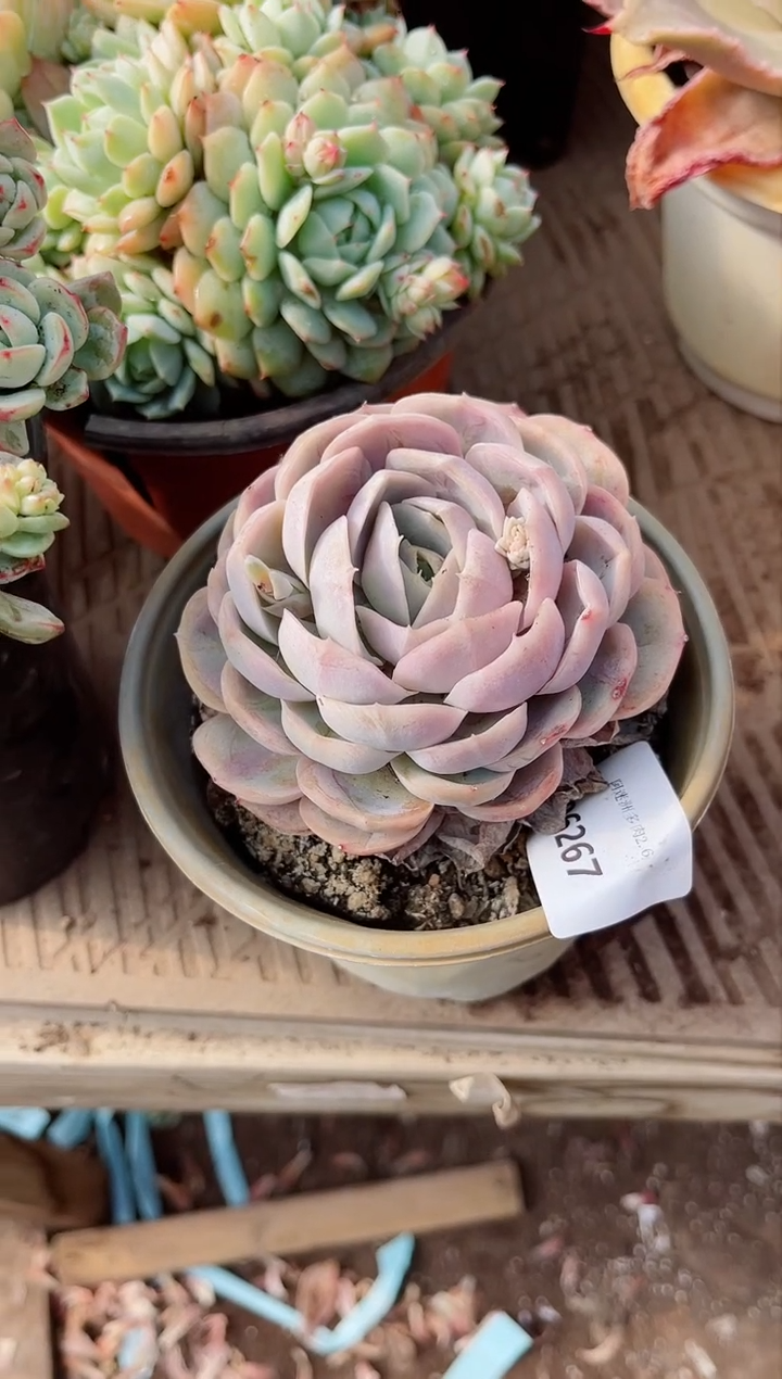 【闪购商品】06267多肉