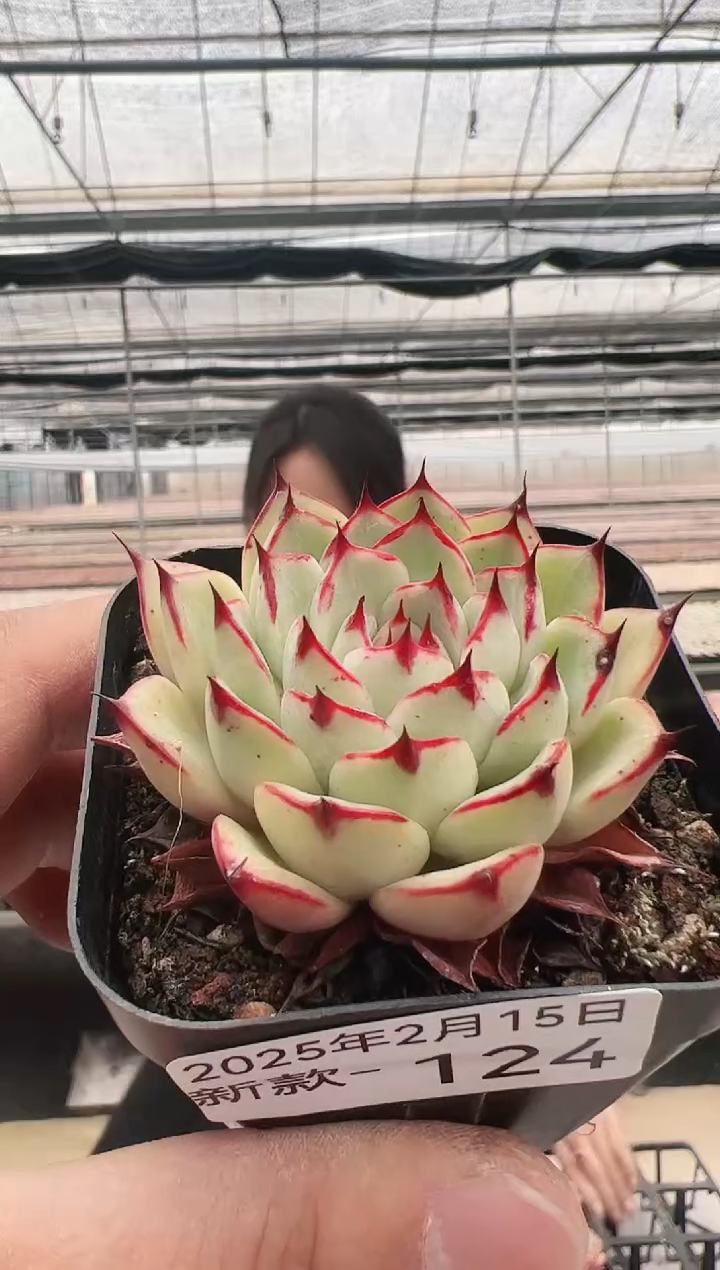 【闪购商品】新款多肉-124