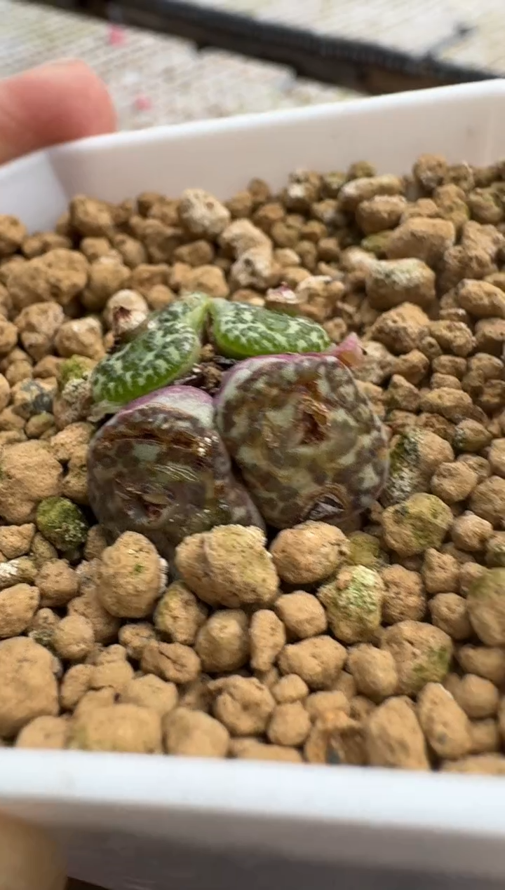 【闪购商品】15-70不扒皮