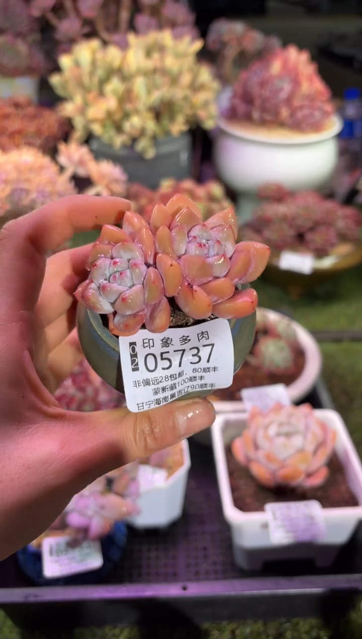 【闪购商品】05737脱土带盆