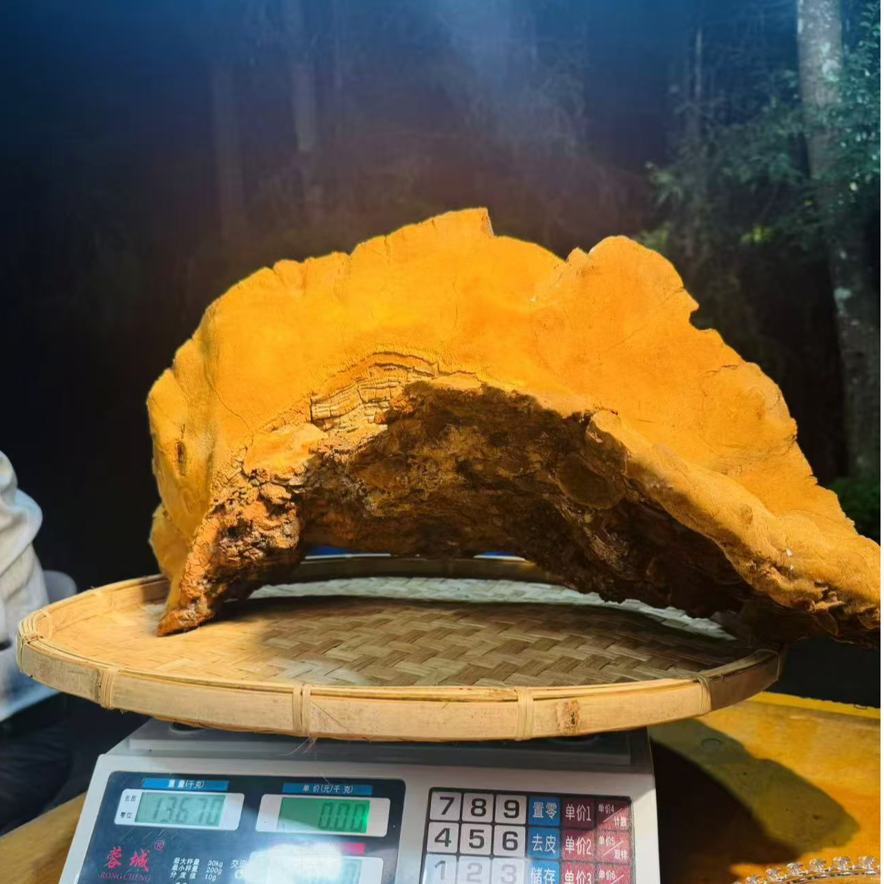 1【正-宗-桑-树-大-桑-黄】净含量250g-2500g【阿虎现收】