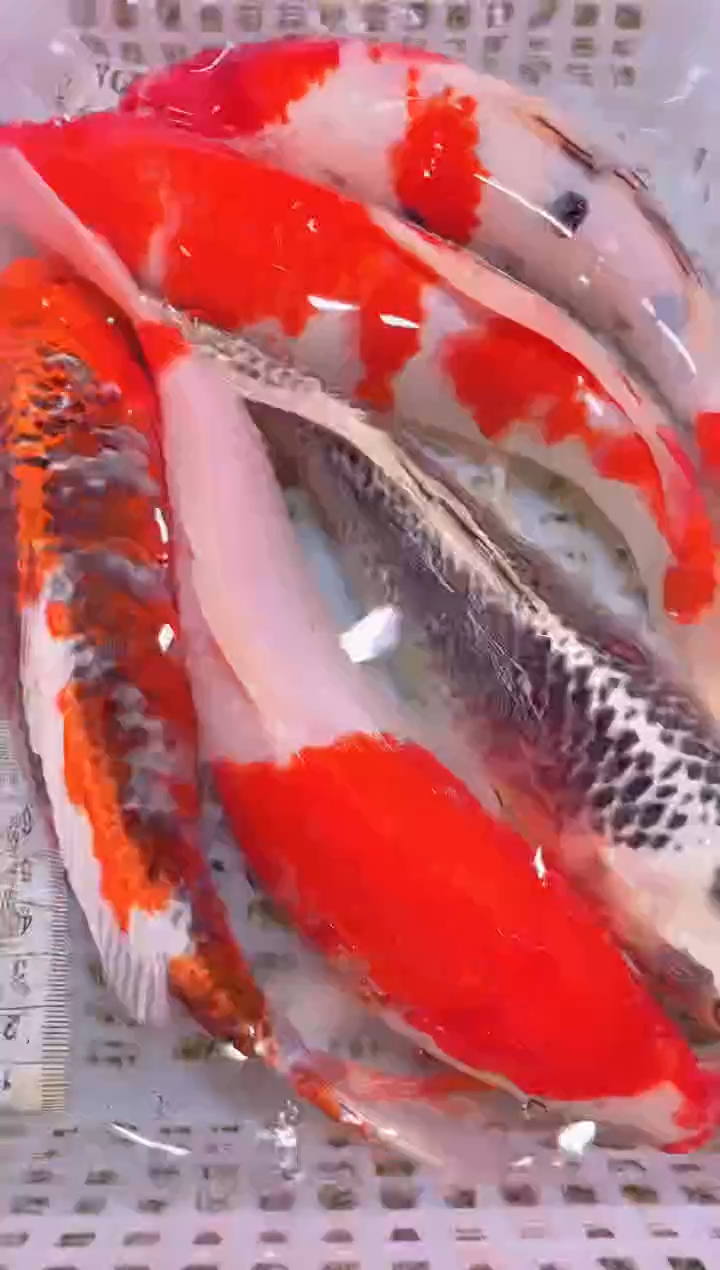 锦鲤冷水观赏鱼全场包邮70