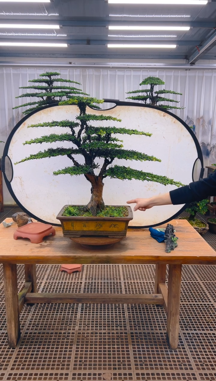 无花朵哈****塔精品盆景直播间一物一拍