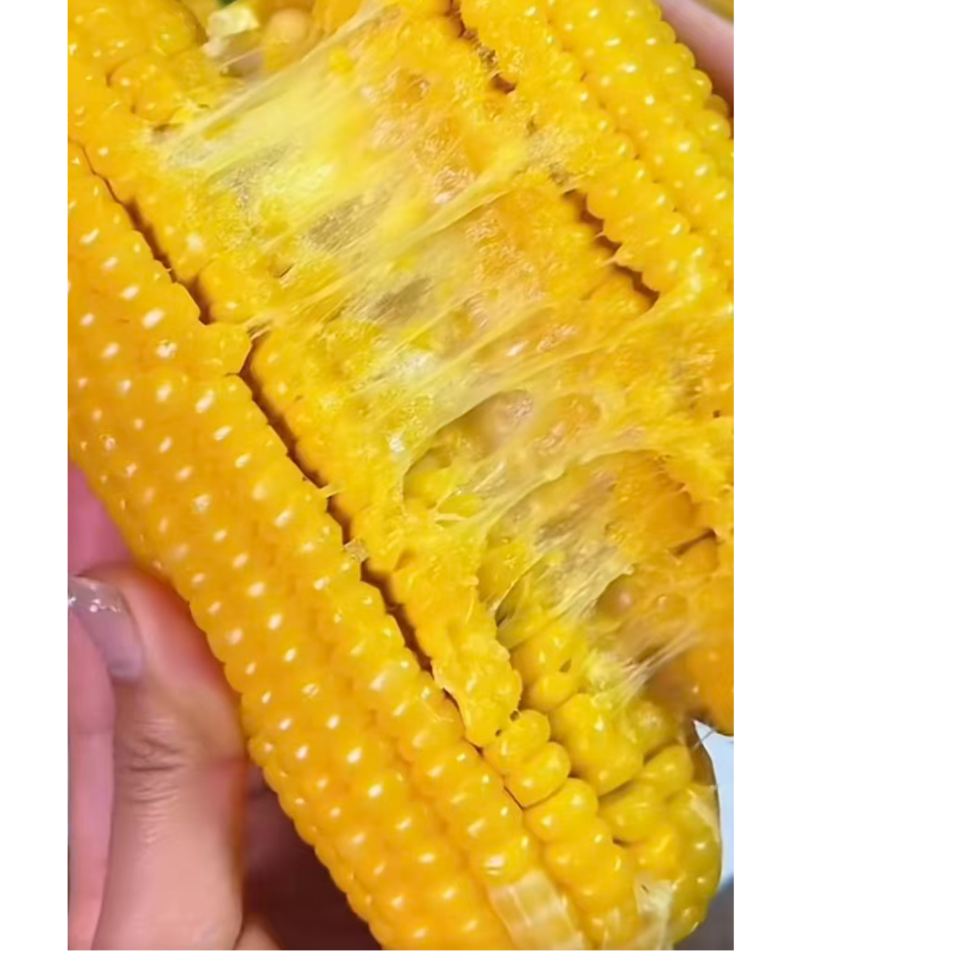 东北黄糯粘玉米，纯绿色食品  口感香甜黏糯