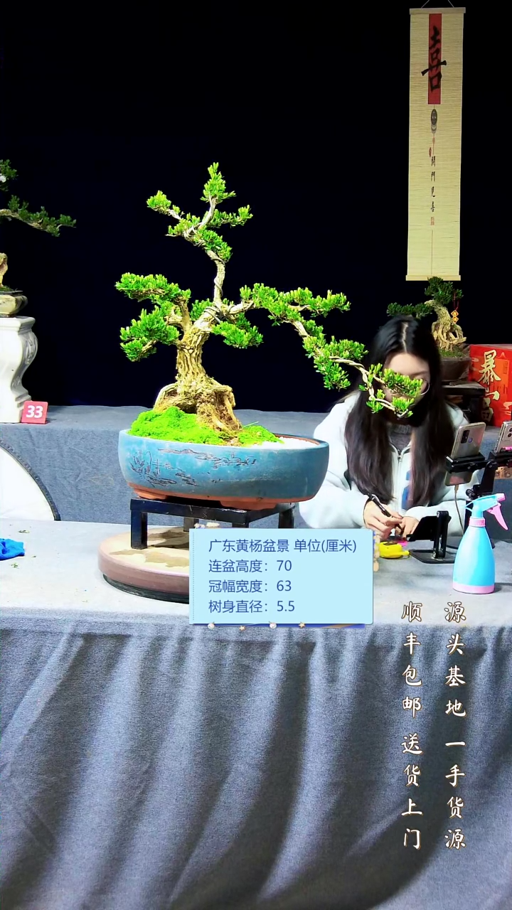 【闪购商品】黄杨盆景黄杨盆景